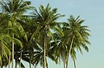 A Lot Of Green Palm Trees On The Background Of The Blue Sky. Tro Stock Photo
