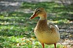 A Lovely Duck In The Lake Stock Photo