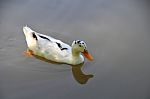 A Lovely Duck In The Lake Stock Photo