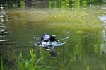 A Lovely Duck In The Lake Stock Photo