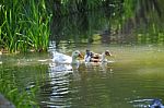 A Lovely Duck In The Lake Stock Photo