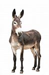 A Male Donkey On White Background Stock Photo