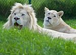A Pair Of The Beautiful And Dangerous White Lions Stock Photo