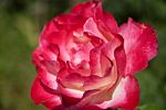 A Pink Rose Stock Photo