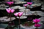 A Pink Water Lily  Stock Photo