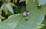 A Snail On A Leaf At The Tree In The Nature Stock Photo