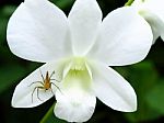 A Spider On White Orchid Stock Photo