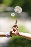 A Woman And Her Daughter Are Hand In Hand With Flower Stock Photo