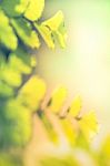 Abstract Blurred Natural Backgrounds With Green Foliage Stock Photo