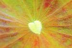 Abstract Blurry Heart Shape On Lotus Leaf Stock Photo