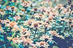 Abstract Floral Background, Daisy Flowers, Soft Focus Stock Photo