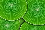 Abstract Green Leaf Art Pattern Stock Photo