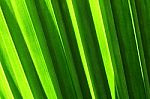 Abstract Of Palm Leaf Stock Photo