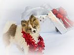 Adorable Pomeranian Ready For Christmas Stock Photo