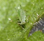 Adult Greenfly Stock Photo