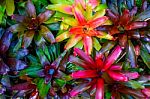 Aechmea Fasciata Kind Of Local Brazil Plants Colourful Stock Photo