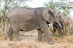 African Elephant In Serengeti National Park Stock Photo