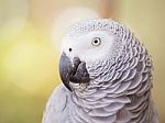 African Grey Parrot Closeup Stock Photo