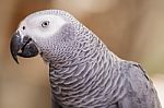 African Grey Parrot Closeup Stock Photo