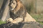 African Lion -panthera Leo Krugeri Stock Photo