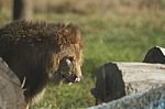African Lion-panthera Leo Krugeri Stock Photo