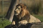 African Lion -panthera Leo Krugeri Stock Photo