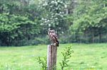 African Spotted Owl Sitting In The Rain Stock Photo