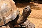 Aldabran Tortoise Stock Photo