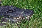 Alligator Stock Photo