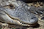 Alligator Stock Photo