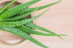 Aloe Vera Stock Photo