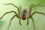 
Ambush Prey On Spider Webs Trap Nests Stock Photo
