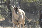 American Elf-cervus Elaphus Roosvelt Stock Photo