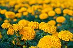 American Marigold Yellow Calendula Blooming In Garden Background, Soverign Tagetes Erecta L Stock Photo