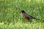 American Robin Stock Photo