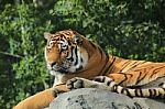 Amur Tiger At A Zoo Stock Photo