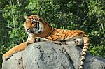 Amur Tiger On A Rock Stock Photo