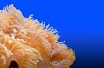 Anemones, Organism Of The Sea Stock Photo