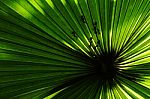 Ant And Palm Leaf Stock Photo