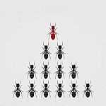 Ant Leader Stock Photo