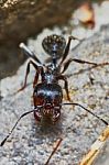 Ant Outside In The Garden Stock Photo