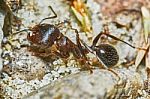 Ant Outside In The Garden Stock Photo