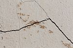 Ants Climb Walls Stock Photo