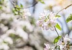 Apple Flowers Blossom In Spring Time With Green Leaves Nature  Stock Photo