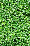 Artificial Tiny Green Leaves Texture Stock Photo