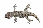 Asia Gecko Stock Photo