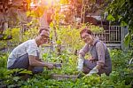 Asian Man And Woman Relaxing And Harvesting Organic Vegetable  In Home Gardening Stock Photo