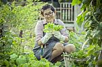 Asian Woman Planting Organic Vegetable In Home Garden Stock Photo