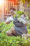 Asian Woman Planting Organic Vegetable In Home Garden Stock Photo