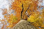 Autumnal Colors Stock Photo